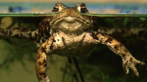 The common toad half submerged in water