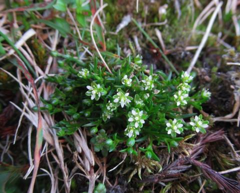 Snow pearlwort