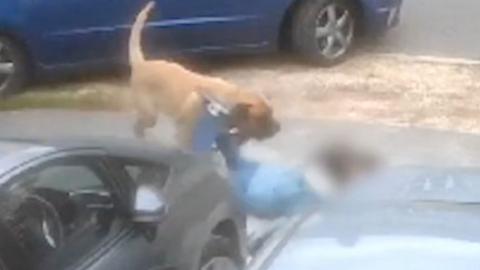 A dog attacking a person on the floor