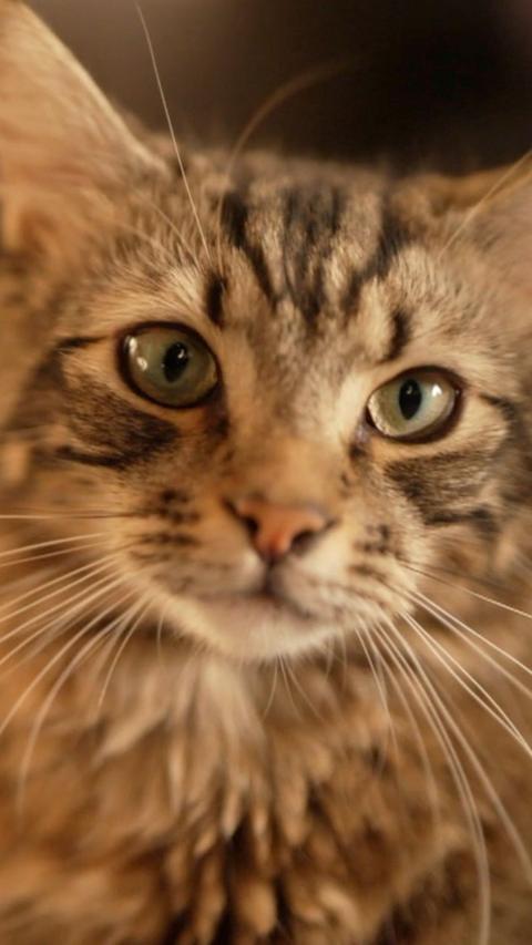 A close up of a cat with tiger stripe markings and long fur with green eyes.