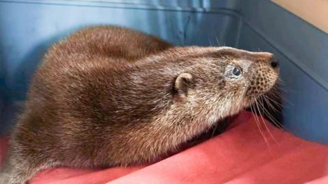 An otter on a red carpet or rug next to a blue wall
