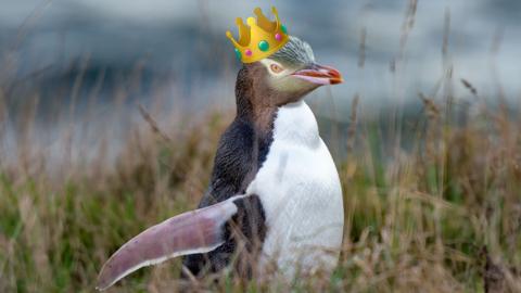 penguin in some grass with a crown on