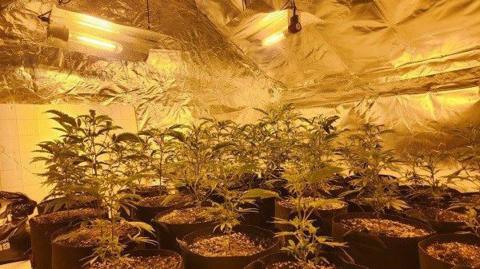 Cannabis plants are growing inside the house; the walls and ceiling are covered with metallic cladding, and the room is lit by artificial lights.