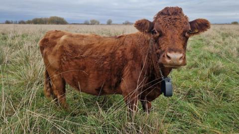 Dexter cow wearing a chain round his neck with a padlock-type gadget hung from the chain. The cow in in grassland. 