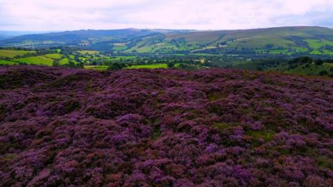 The purple heather can be seen in the Derbyshire Peak District