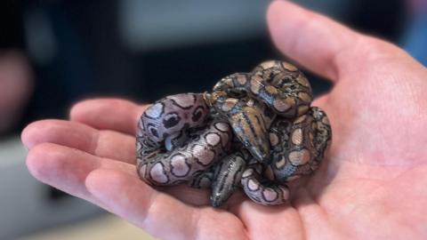 Close-up of a baby snake held in the palm of a person's hand