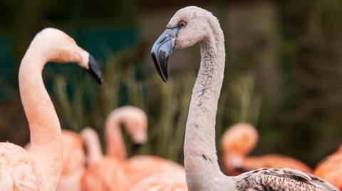 Two Chilean flamingos are at the forefront of a photograph taken of the flock. On the right the bird closest to the picture has grey and brown feathers whereas the other birds in the picture have pink feathers.