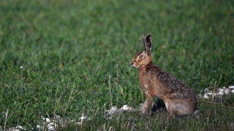 A hare in a field. It has brown and white fur with large ears pointing upwards.