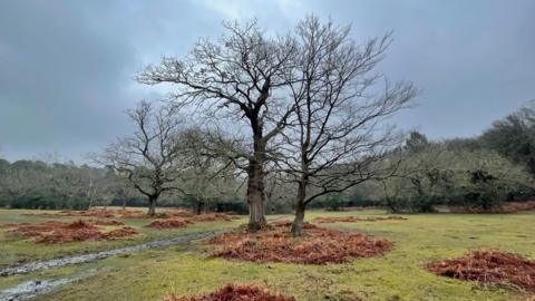Several bare-branched trees in muddy grass, with more trees behind and grey-blue sky behind 