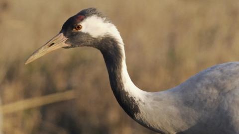 Common cranes