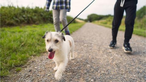 Dog being walked