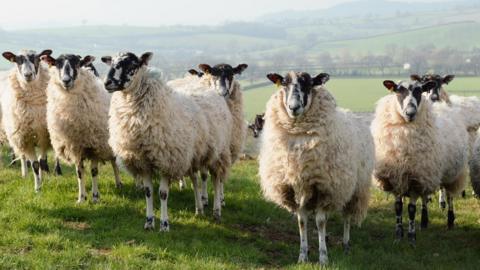 Sheep stock image