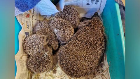 A family of hedgehogs in a box.