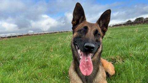 PD Zero lying in a grass field with his tongue wagging.