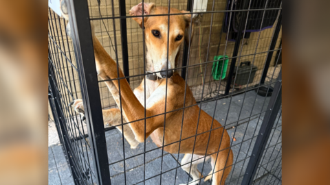 A tan female lurcher dog with a white breast is in a large black dog pen - she wears a brown collar and is using her paws to climb up the gaps in the pen. The pen is on a paved black floor.