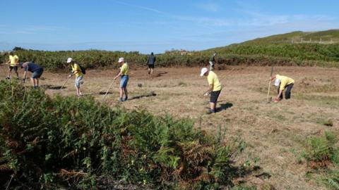 Eight people sticking sticks into the dune grassland in Guernsey with blue skies behind.