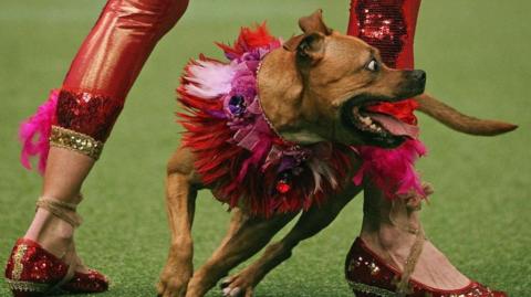 A dog is wearing a red and pink tutu while running on a green pitch. The dog's eyes are wide open and his tongue is sticking out of his mouth. The owner is standing above the dog and is wearing red sparkly leggings and sparkly red shoes.