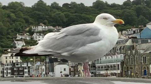 A seagull standing on a car in a seaside town