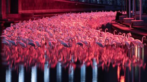 Hundreds of illuminated plastic flamingos in the water outside Bristol City Hall