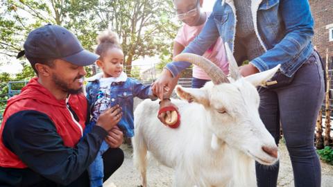 Family brushing and stroking goat at farm - stock photo
