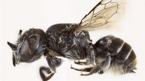 Close-up of a new bee species, showing a dark body with wings and small horns on its head.