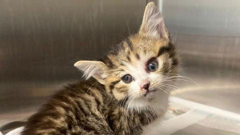 Willa Wonka the tortoiseshell kitten showing injury around her eye