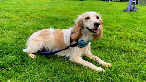 Beau the rescued spaniel