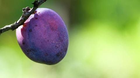 Stock image of a purple plum hanging off a twig.