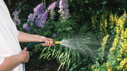 A man in a white shirt waters plants with a hose. The plants have purple and yellow flowers and appear lush.