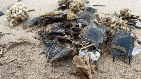 A closeup of a pile of black, tan and white egg cases lying on top of sand