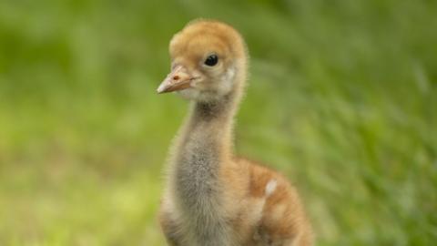 A small crane chick in grassy part of a nature reserve. The chick is an orange colour with a yellow beak. 