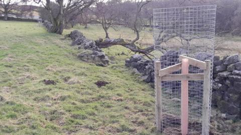 Trees on a boundary wall