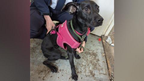 A small black Labrador crossbreed is skinny and being held by a person. It is wearing a pink harness with a green lead. The floor underneath the dog is very dirty .