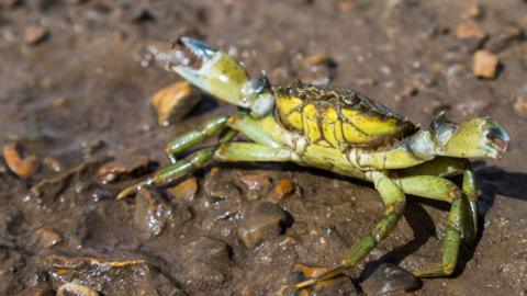 A crab on a rocky surface with its pincers raised 