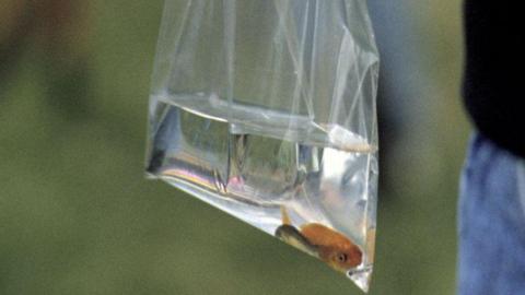 Fish in water in a plastic bag