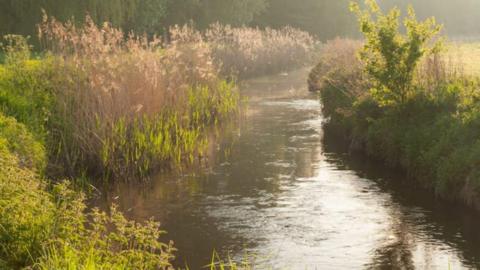 A river with the sun beaming down on it, surrounded by plants growing on the sides and a footpath on either side. It is a sunny day and the river looks quite calm.