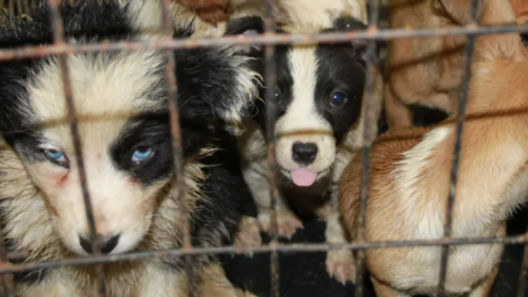 Puppies in a cage