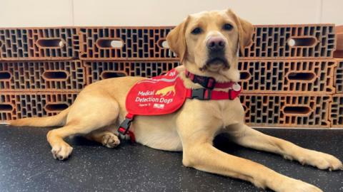 A large sandy-coloured dog wearing a red harness that reads Medical Detection Dogs. Behind him are some bricks which are used in scent training. 