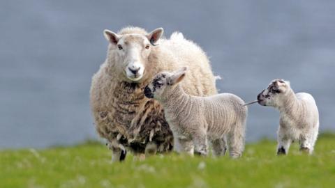 A ewe with a thick white fleece standing in a grassy field with two lambs. The ewe has a white face and the lambs and grey markings on their faces.