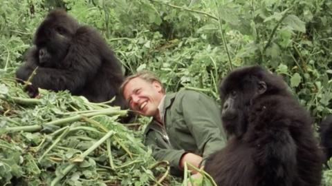 Two gorillas lay in the grass with Sir David Attenborough laying in between. He is smiling and laughing in their presence.