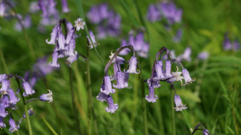 A close-up of bluebells, with the trumpet-shaped petals on display.