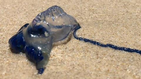 A marine stinger, also known as a bluebottle, washed up on a beach on the Gold Coast in Queensland.