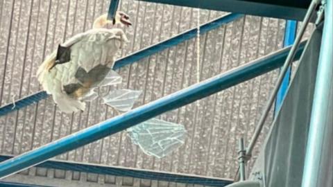 Square netting with shattered glass and large hole in roof with swan suspended below