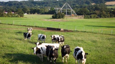 Cows graze in a field in front of the skeleton structure of the main Pyramid stage at the site of the Glastonbury Festival held at Worthy Farm