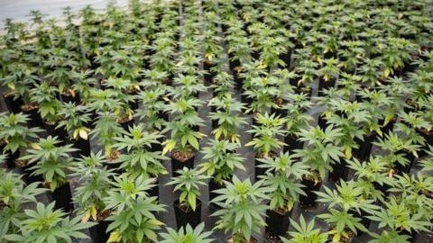 Large number of Cannabis seedlings in pots