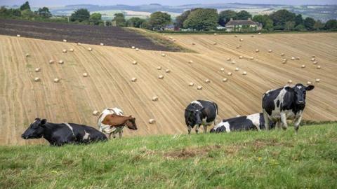 Field of cows with hay bales in the background