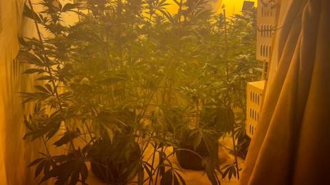 Cannabis plants in premises