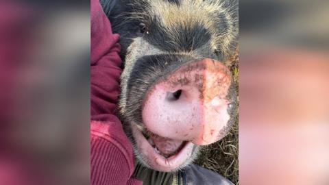 A black and brown pig with a pink nose looking into the camera with its mouth open. It's leaning against someone's arm.