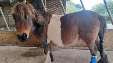 A pony, standing in a barn, looks towards the camera. It has largely brown fur but with a white stripe across its body just behind its front legs. It's back left hoof is bandaged, while hair is missing from its front left leg. 