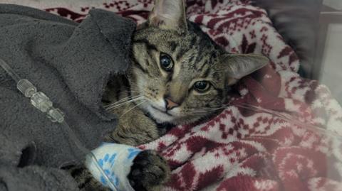 A cat laying down with a blanket over the top of him and a medical drip going into his bandaged paw.